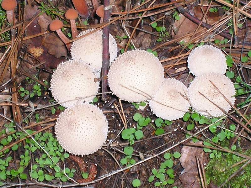 ...ieri in faggeta
